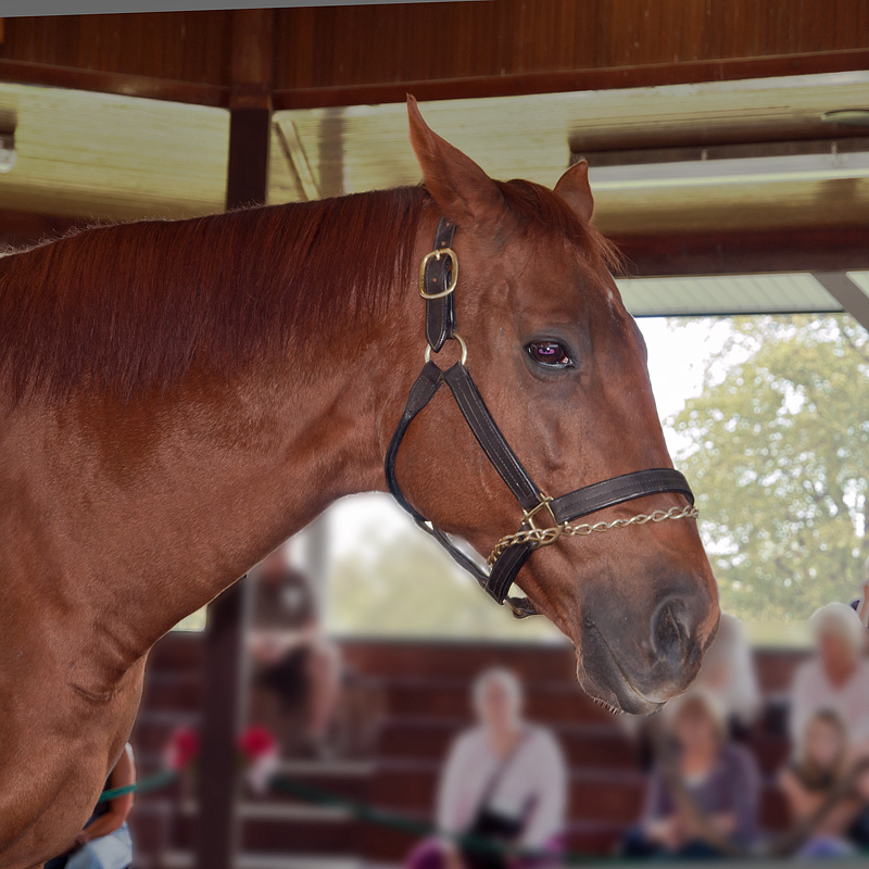 The thoroughbred racehorse Funny Cide
