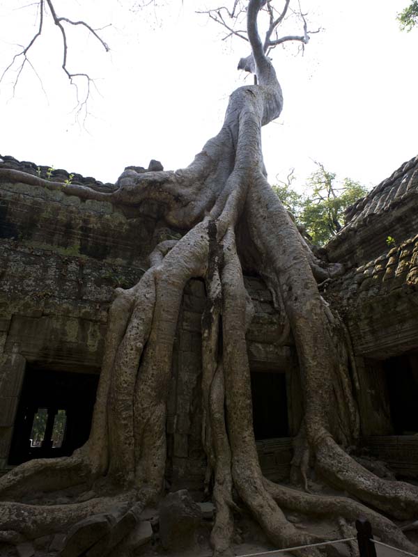 Ta Prohm - iconic crocodile tree