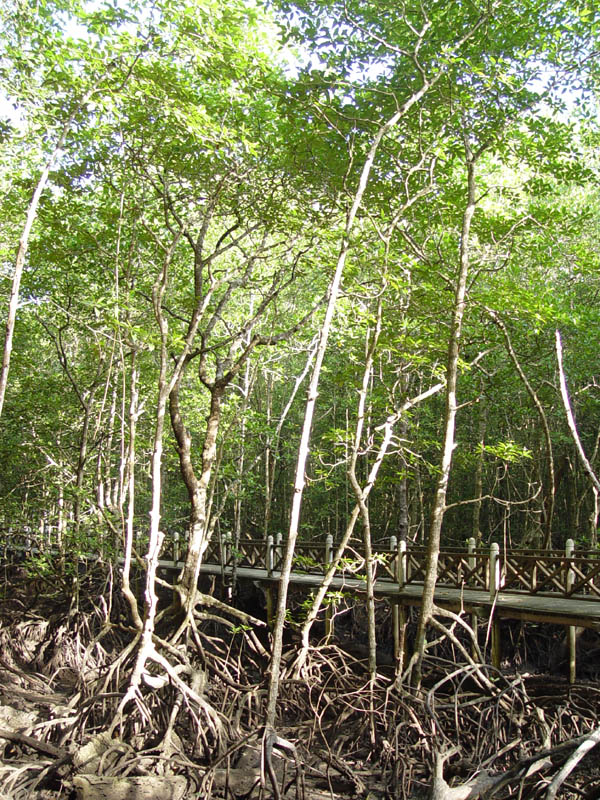 In The Mangroves