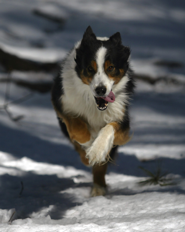 Faith the Border Collie