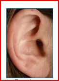 rt ear.JPG