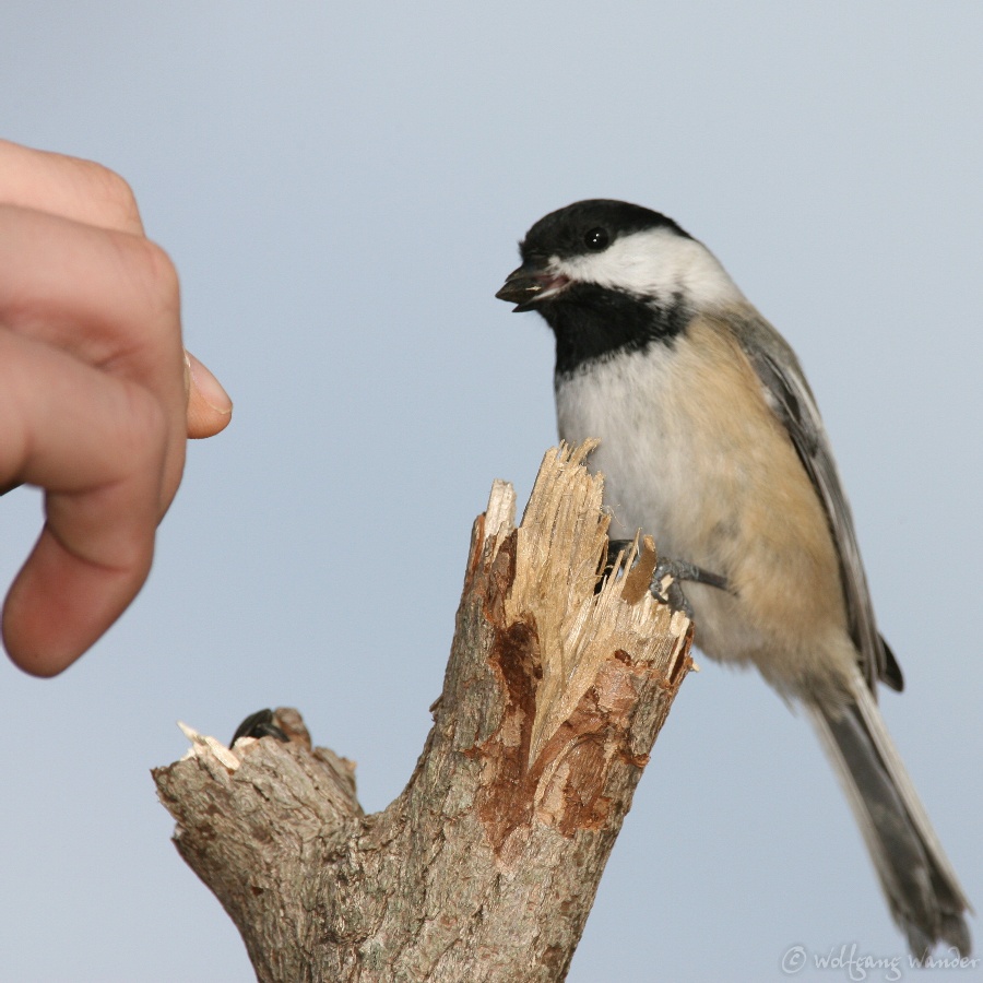 Black-Capped Chickadee <i>Poecile Atricapilla</i>