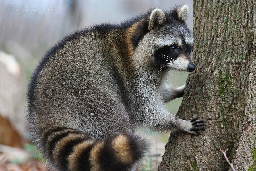 Common Raccoon <i>Procyon lotor</i>