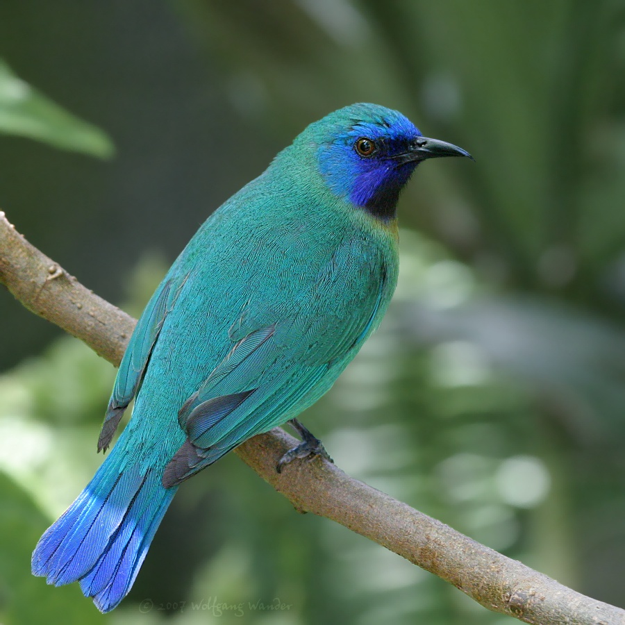 Blue-masked Leafbird <i>Chloropsis venusta</i>