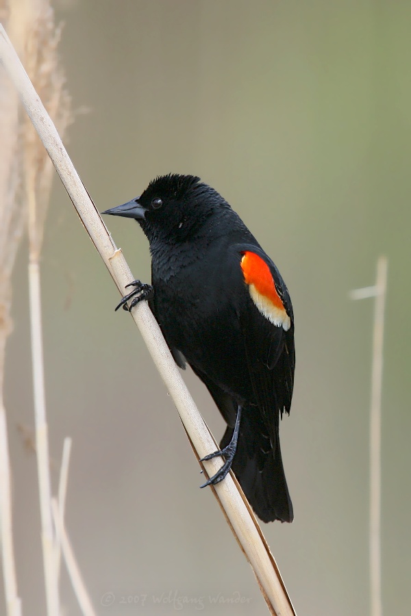 Red-Winged Blackbird <i>Agelaius Phoeniceus</i>