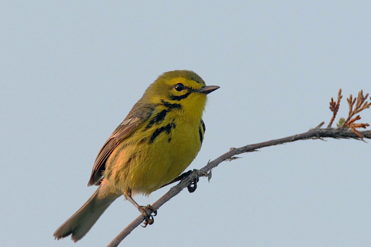 Prairie Warbler <i>Dendroica discolor</i>