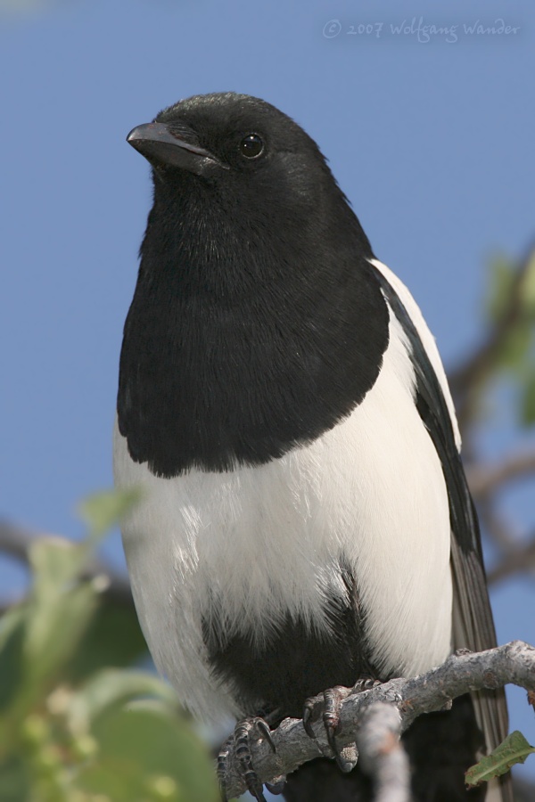 Black-billed Magpie <i>Pica hudsonia</i>
