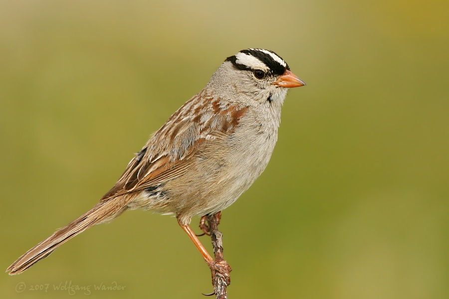 White-Crowned Sparrow <i>Zonotrichia leucophrys</i>