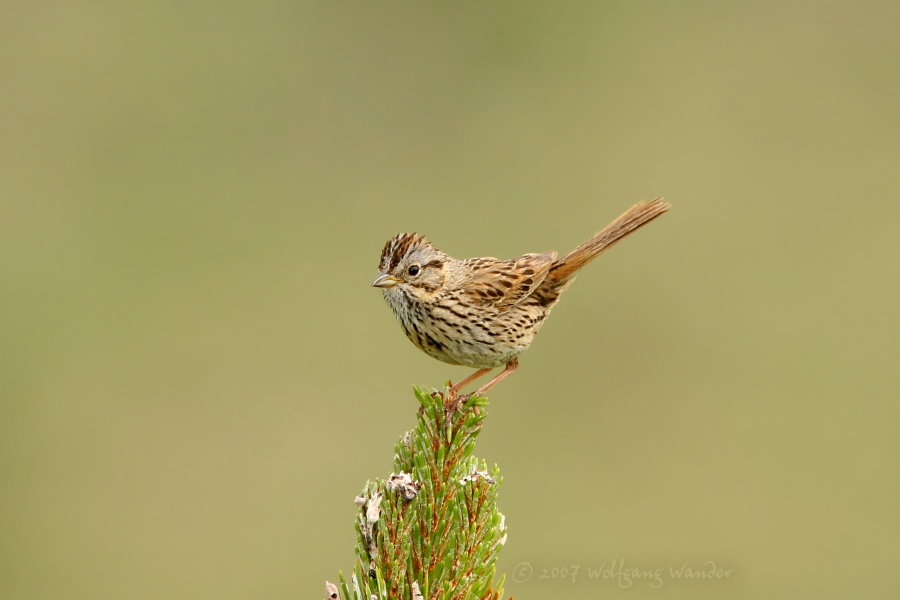 Song Sparrow <i>Melospiza melodia</i>