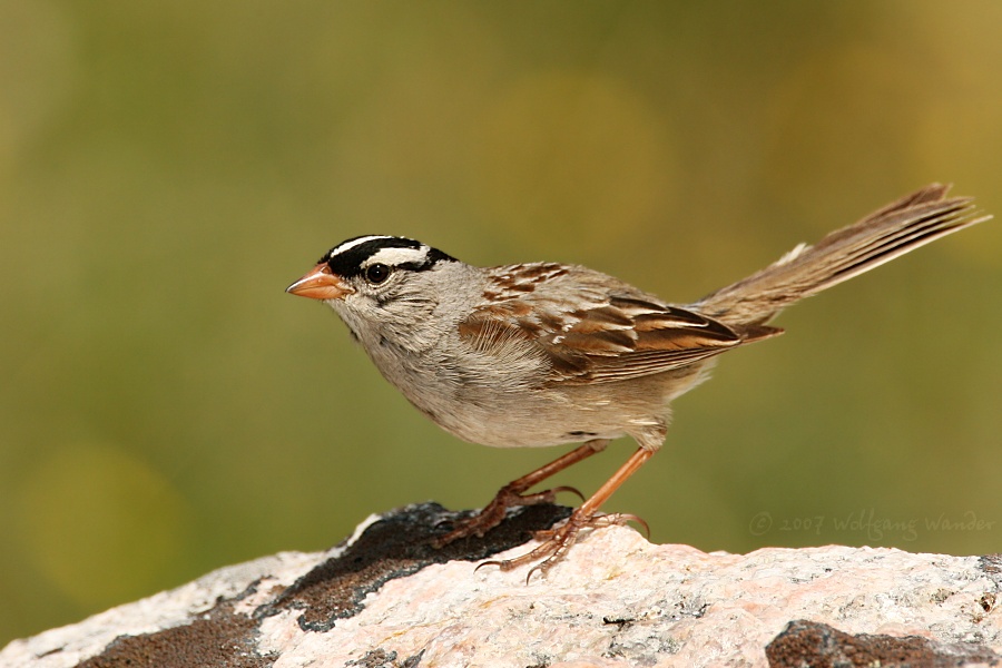 White-Crowned Sparrow <i>Zonotrichia leucophrys</i>