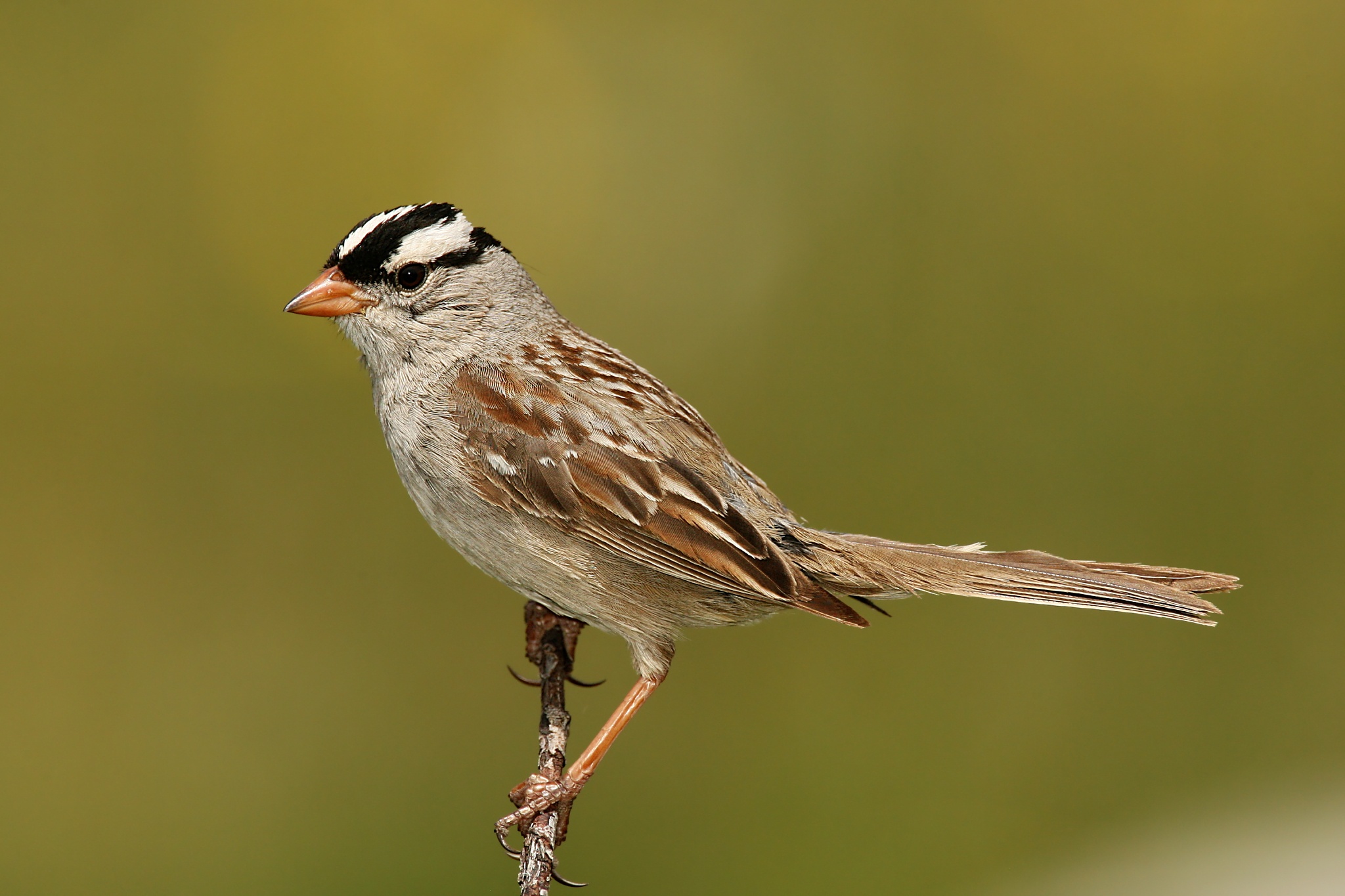 White-Crowned Sparrow <i>Zonotrichia leucophrys</i>