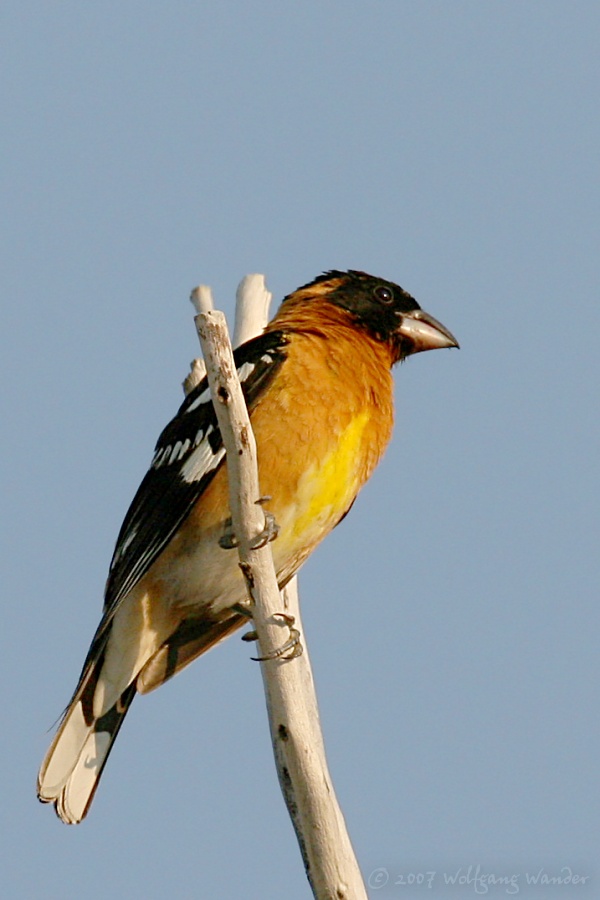 Black-headed Grosbeak <i>Pheucticus melanocephalus</i>