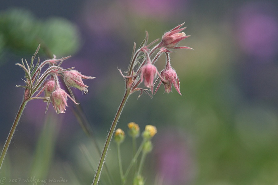 Long-Plumed Avens <i>Geum triflorum</i>