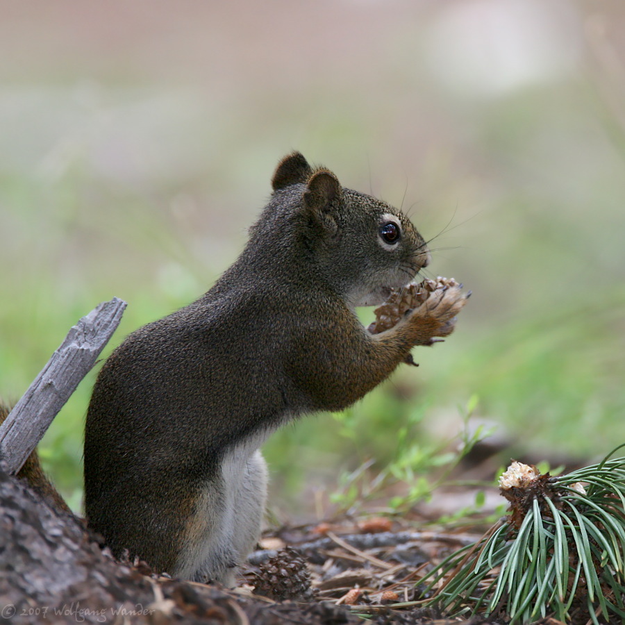 Red Squirrel <i>Sciurus vulgaris</i>