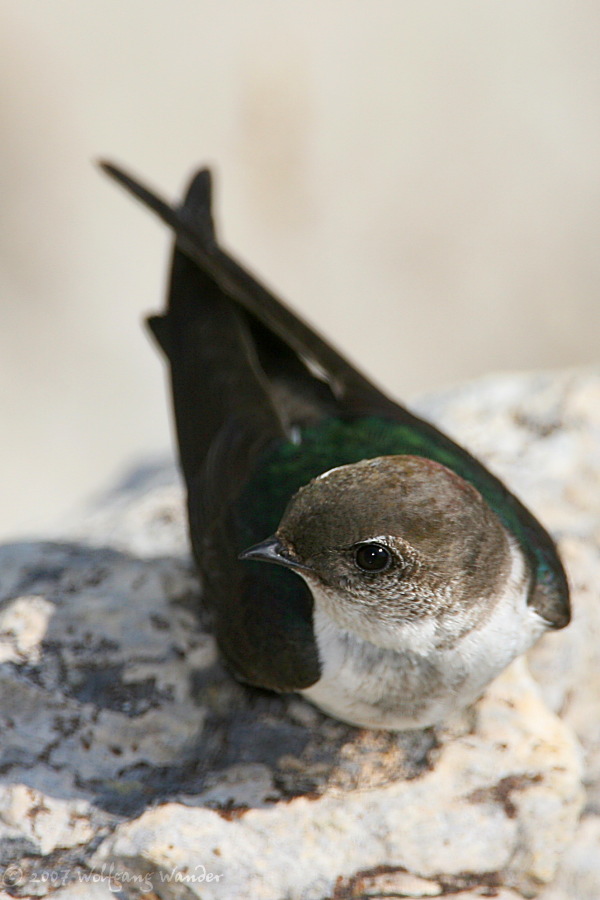 Violet-Green Swallow <i>Tachycineta thalassina</i>