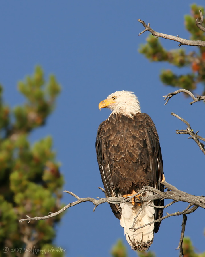 Bald Eagle <i>Haliaeetus leucocephalus</i>