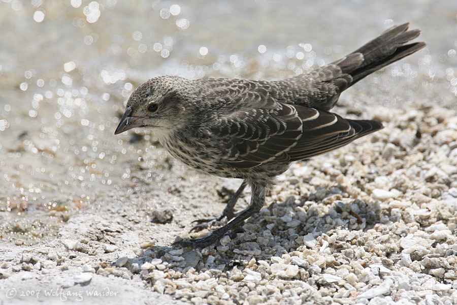 Brown-headed Cowbird <i>Molothrus ater</i>