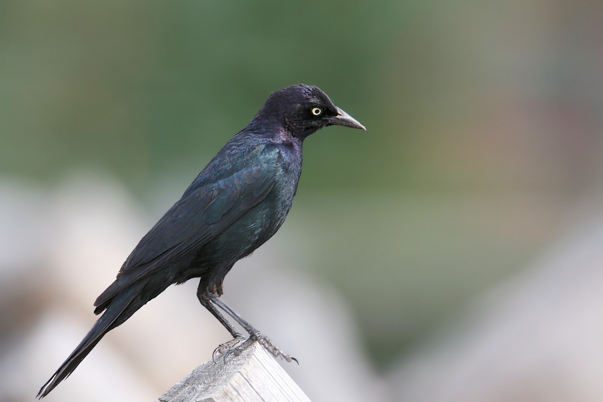 Brewers Blackbird <i>Euphagus cyanocephalus</i>