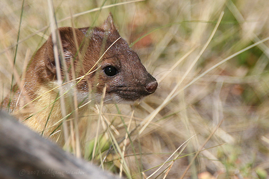 Long-tailed Weasel <i>Mustela frenata</i>