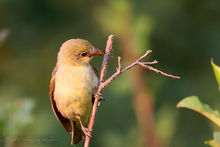Western Tanager (juvenile) <i>Piranga ludoviciana</i>