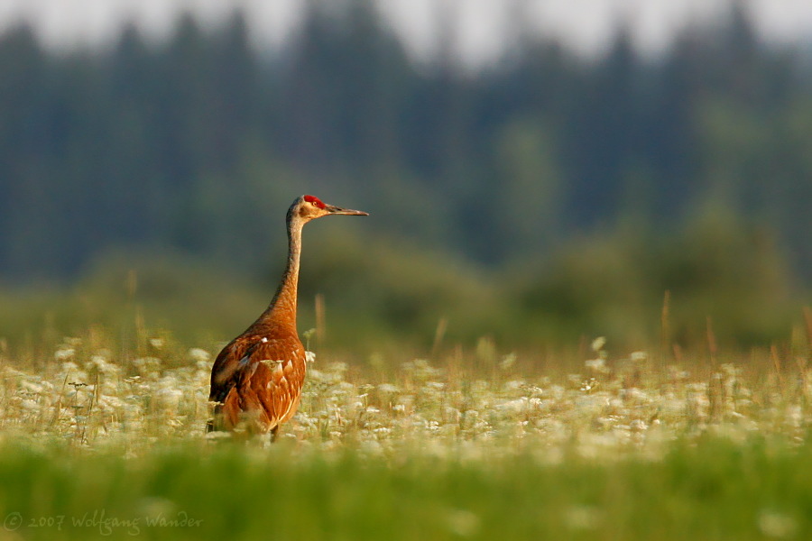 Sandhill Crane <i>Grus canadensis</i>