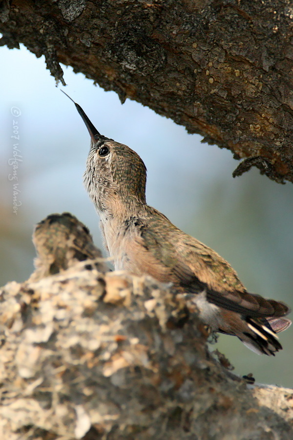 Calliope Hummingbird <i>Stellula calliope</i>