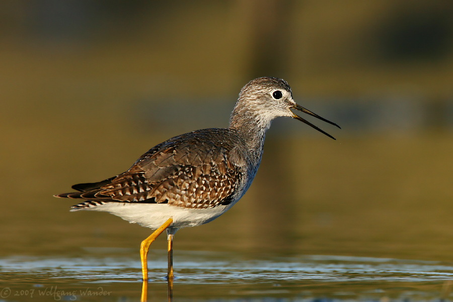 Lesser Yellowlegs <i>Tringa Flavipes</i>