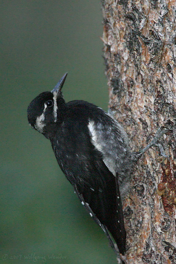Immature male Williamsons Sapsucker <i>Sphyrapicus thyroideus</i>