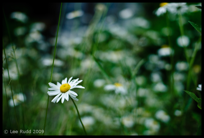 Blur of Daisies