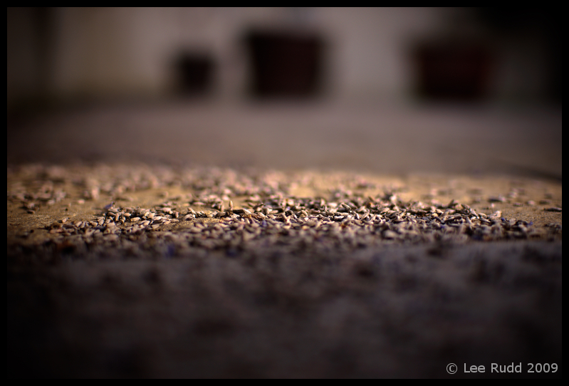 Seeds In The Sun