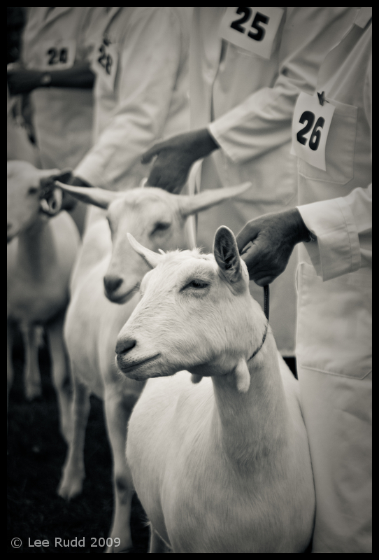 Goat Wrangling