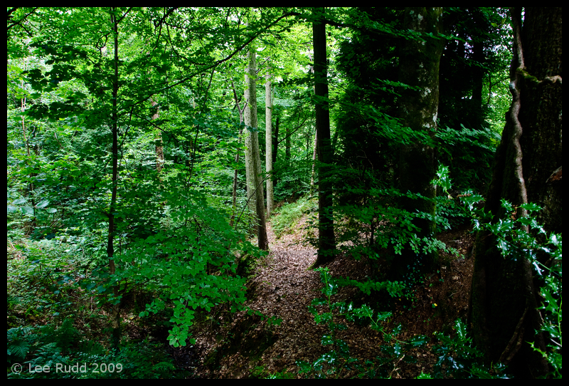 Woodland Clearing