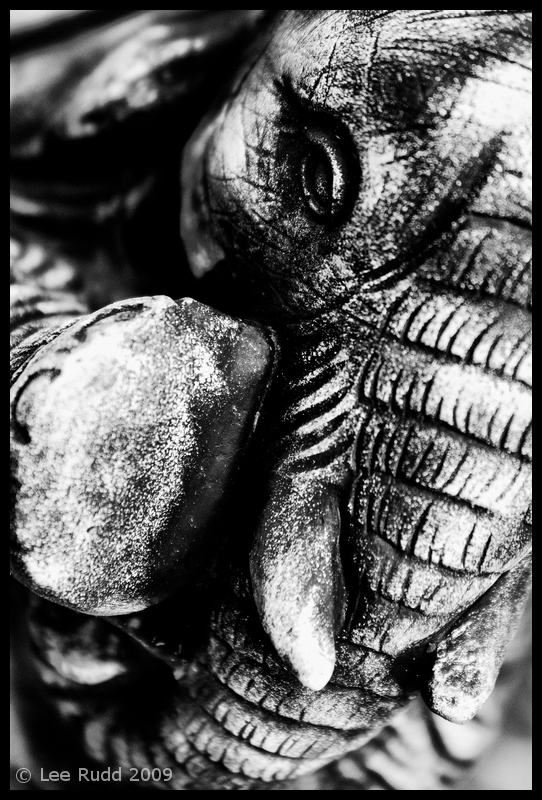 Elephants Eye