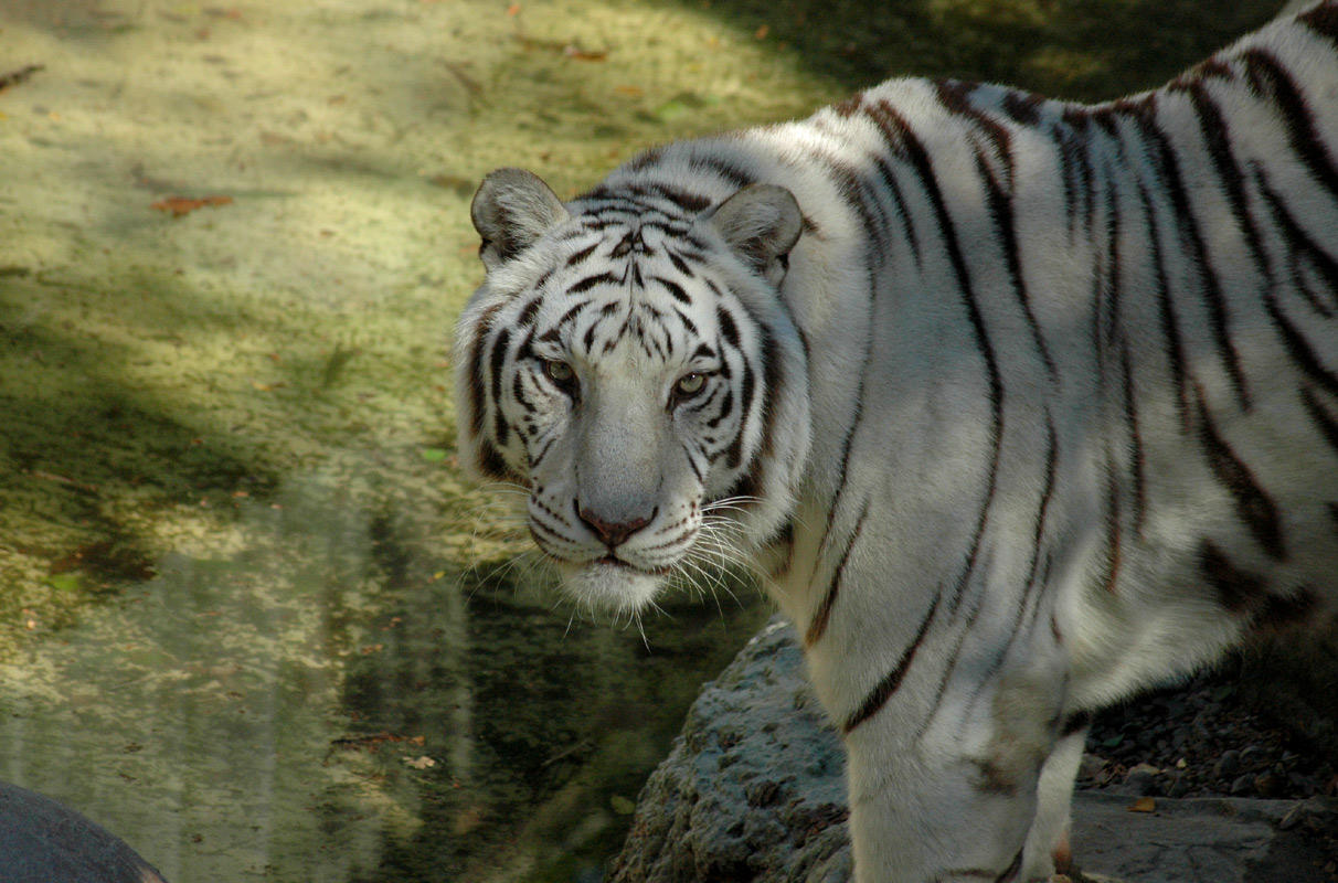 White Tiger