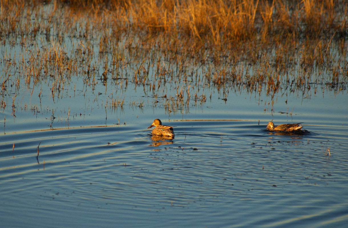 Coot