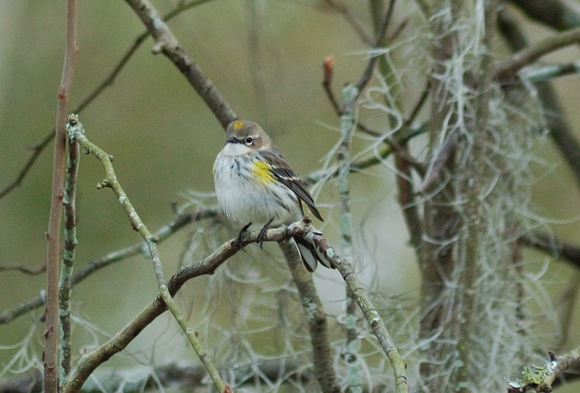 Yellow Rumped Warbler