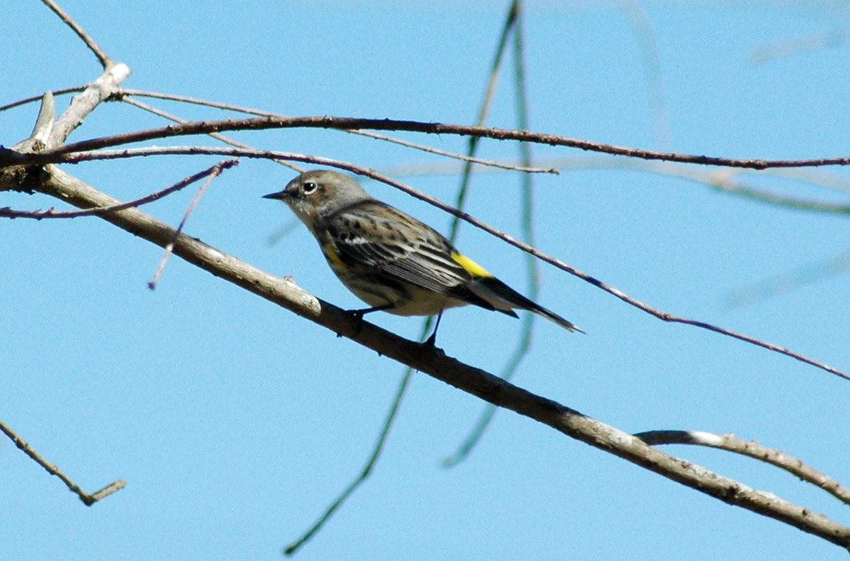 Yellow Rumped Warbler