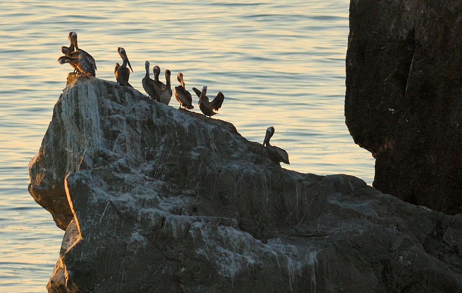 Brown Pelicans