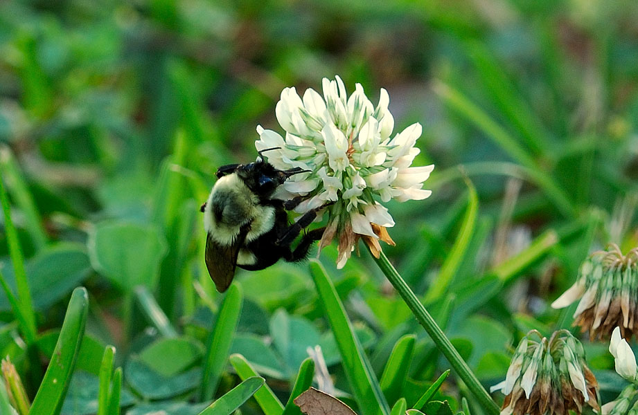 Busy Bees