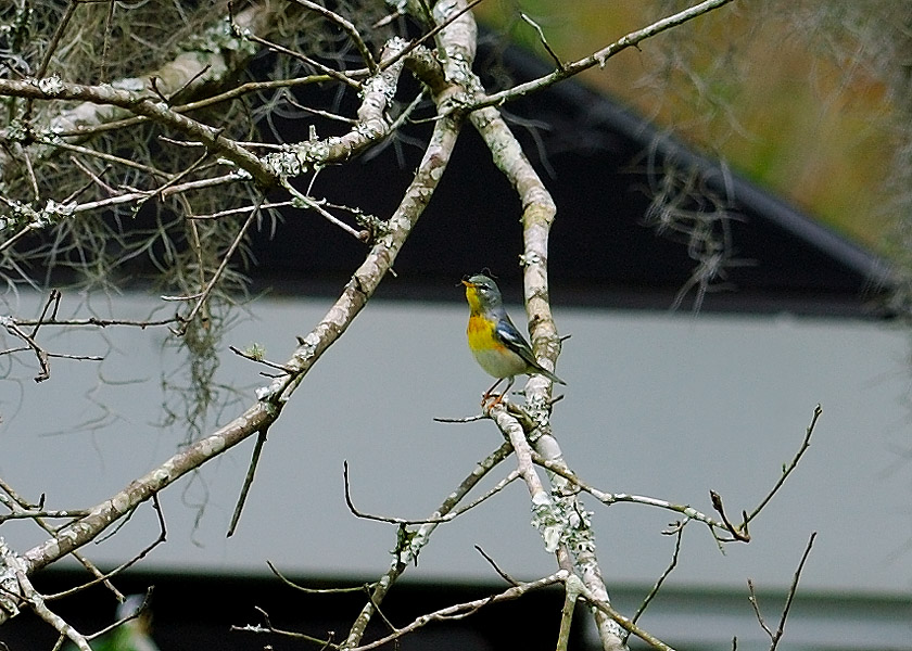 Northern Parula