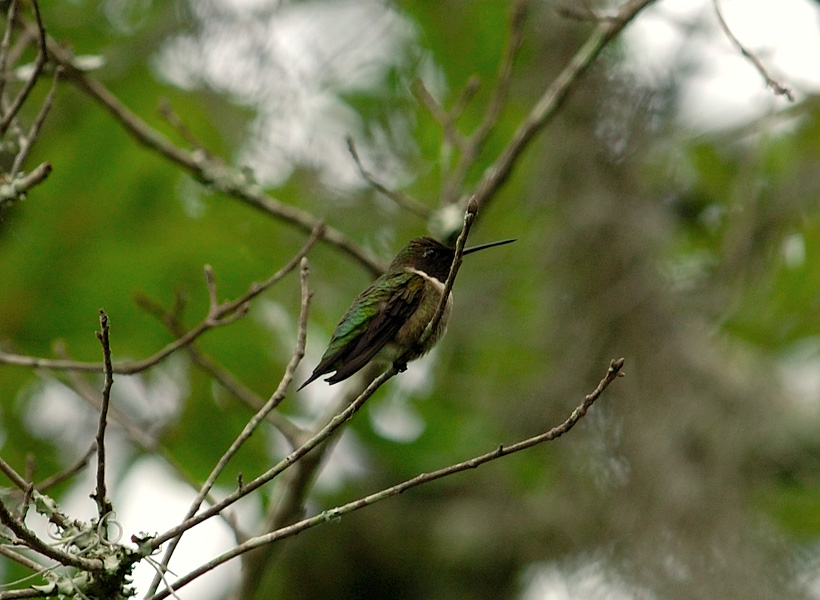 Ruby Throated Hummingbird