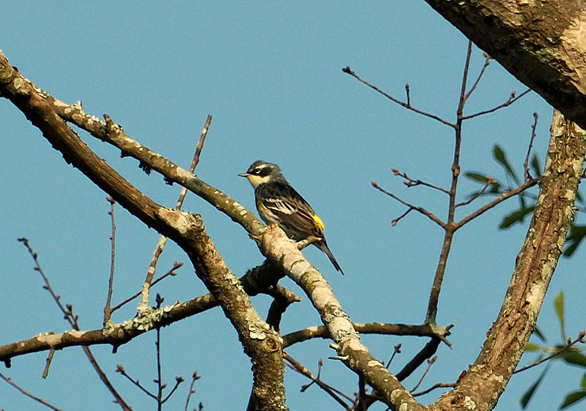 Audubons Warbler or Myrtle Warbler?