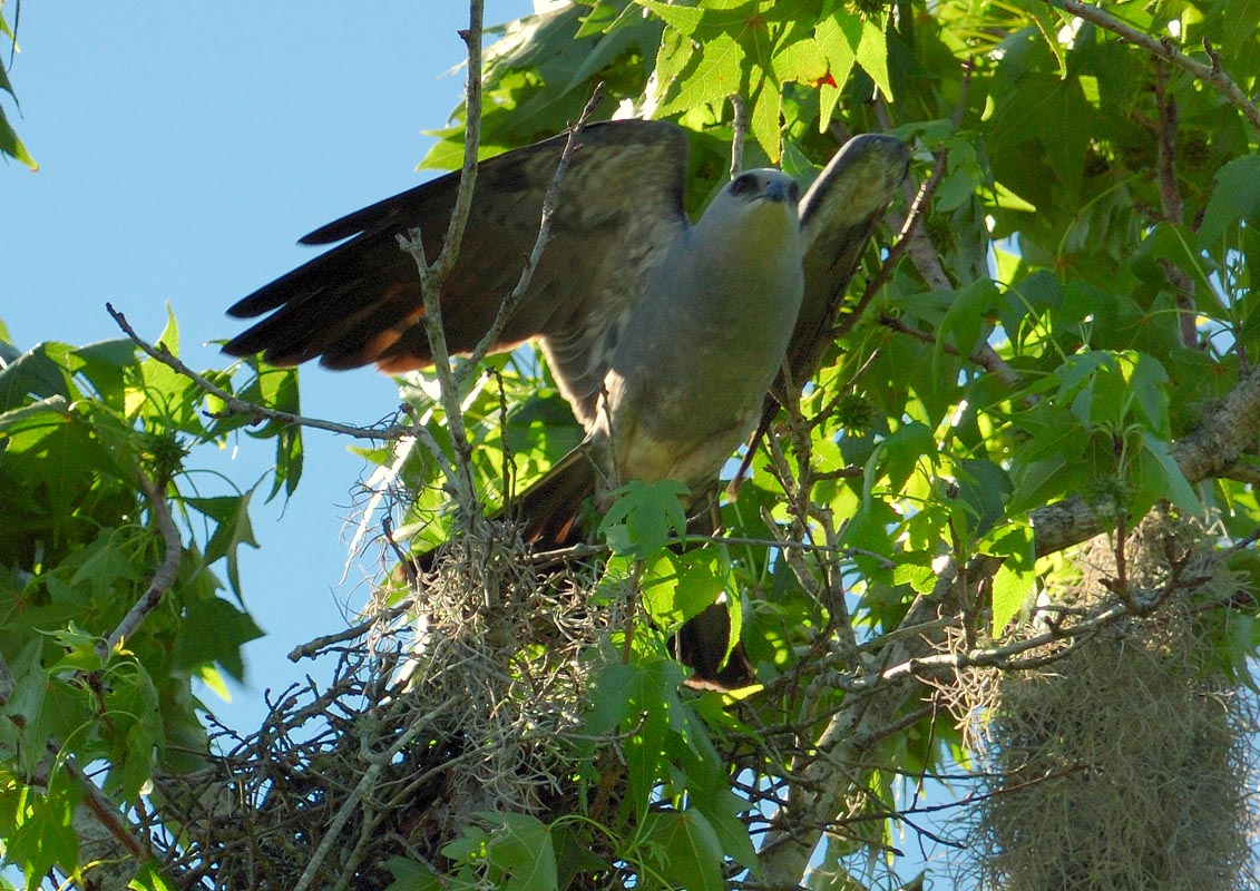Mississippi Kite