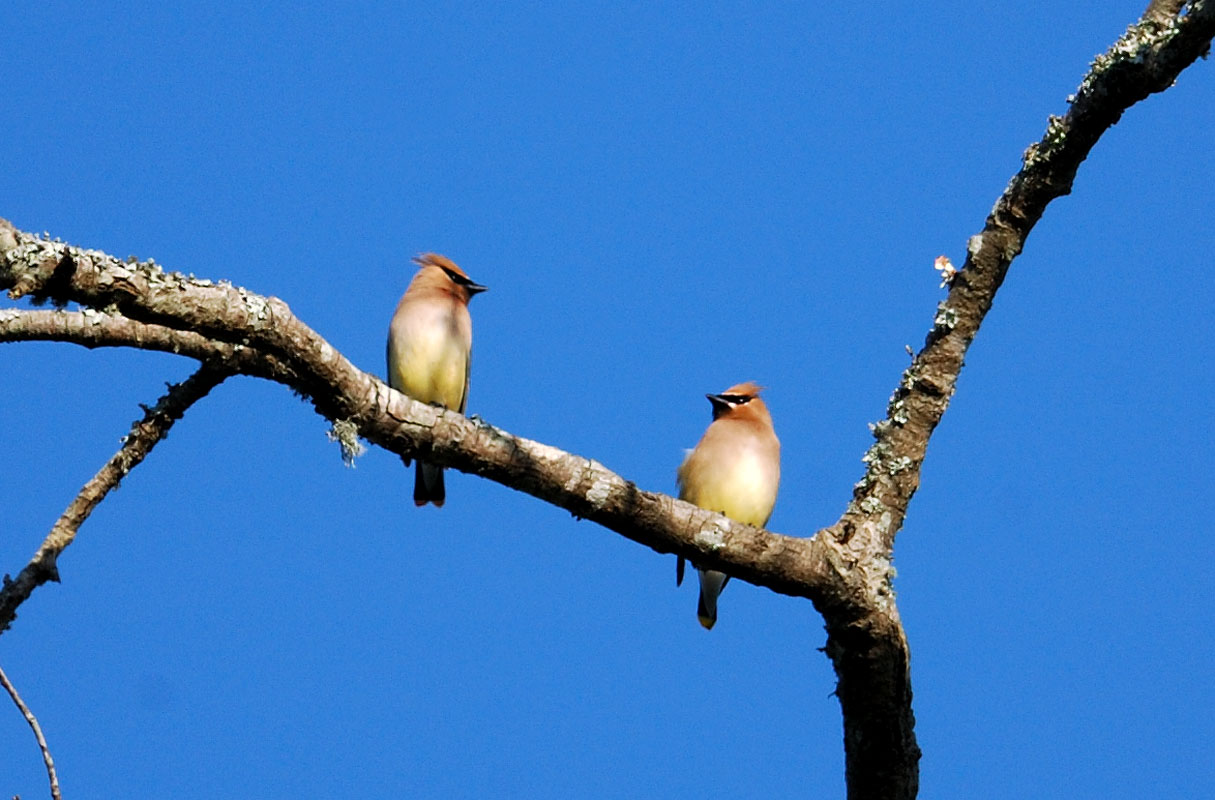 Cedar Waxwings