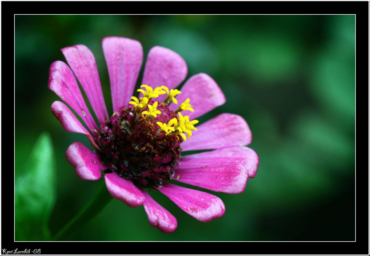 Purple flower