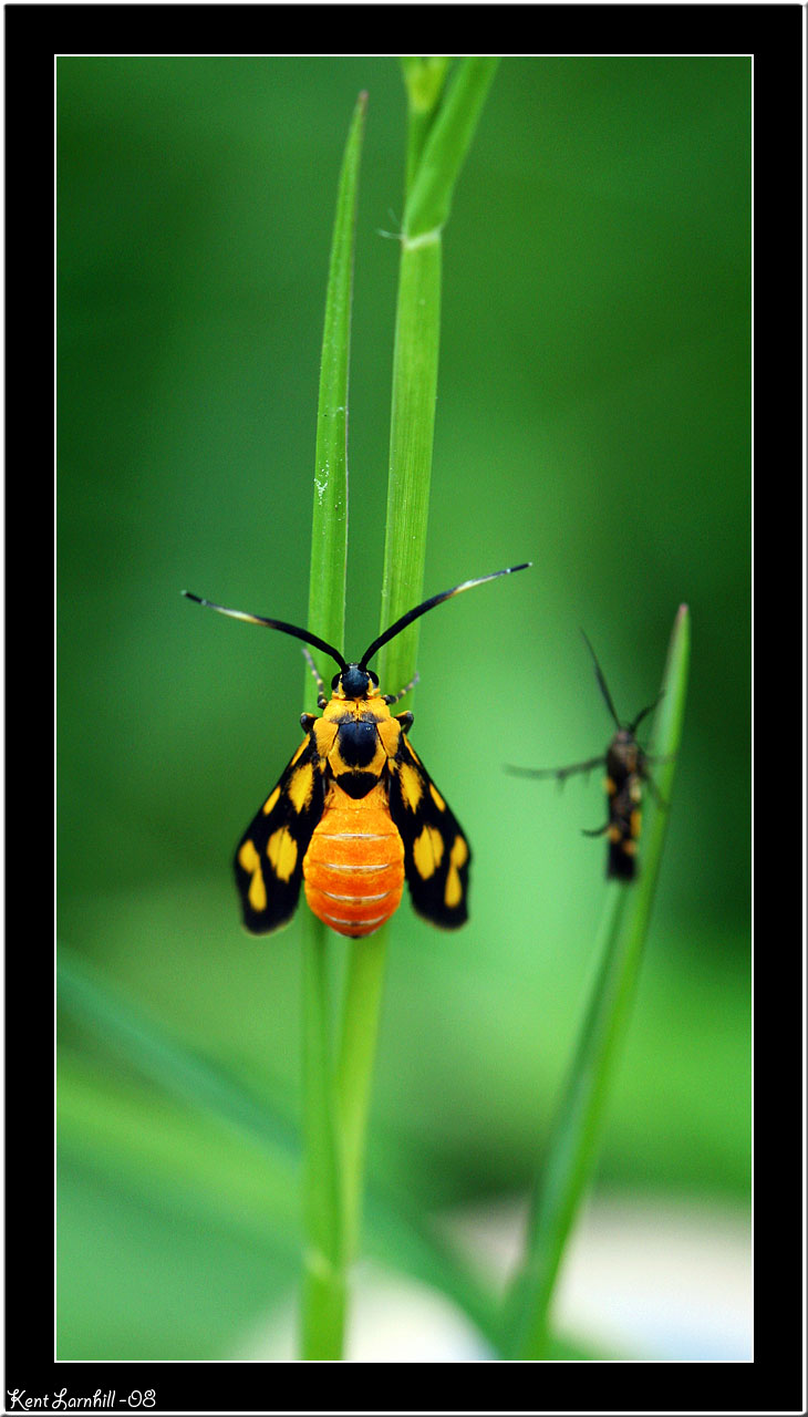 Black & yellow bug