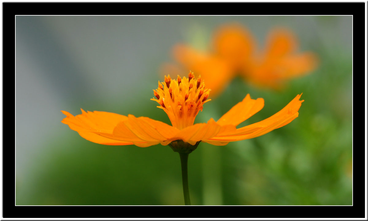 Yellow flower