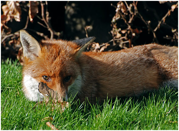 foxRest1.jpg