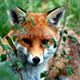 RealGMfox.jpg