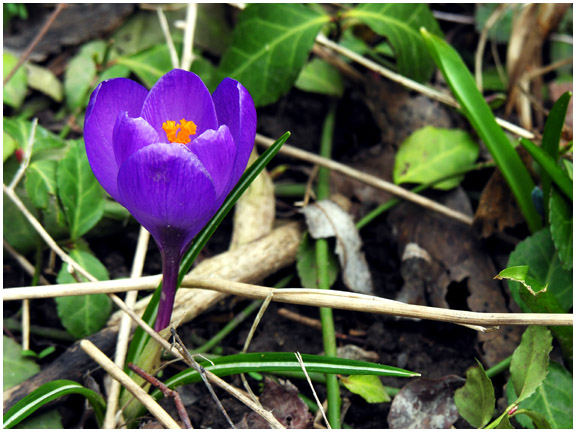 crocus7.jpg